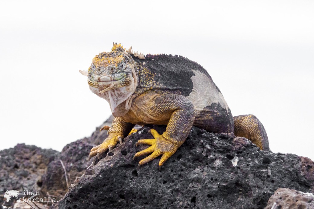 10-9-galapagos-south-plaza-iguana-pose