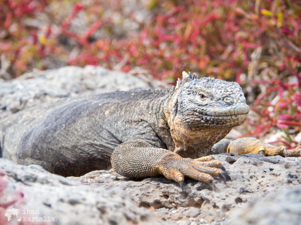 10-9-galapagos-south-plaza-iguana-pose2