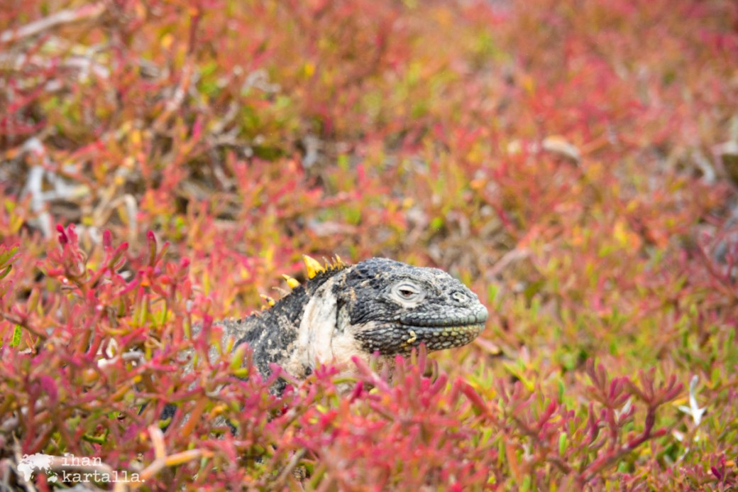 10-9-galapagos-south-plaza-iguana-pose4