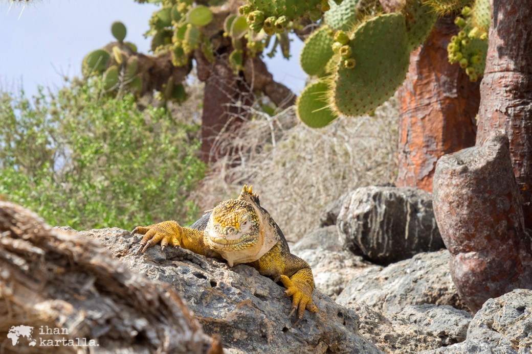 10-9-galapagos-south-plaza-iguana-pose5