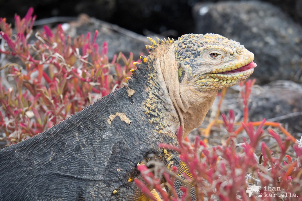 10-9-galapagos-south-plaza-iguana-pose6