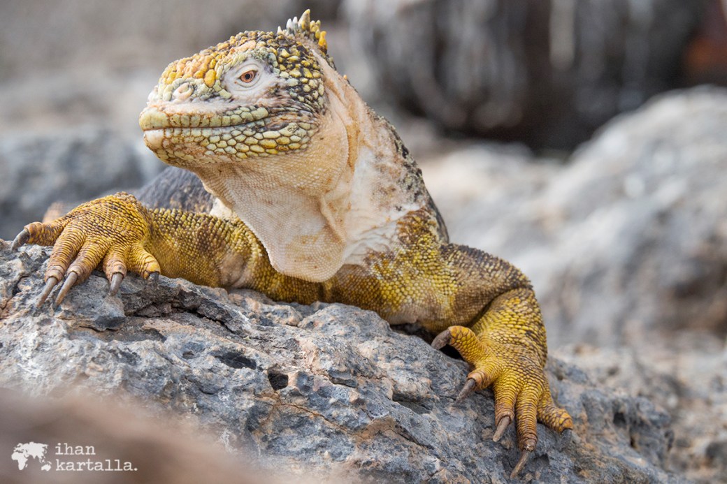 10-9-galapagos-south-plaza-iguana-pose7