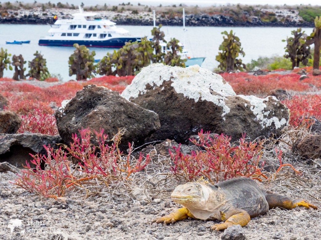 10-9-galapagos-south-plaza-iguana-ship