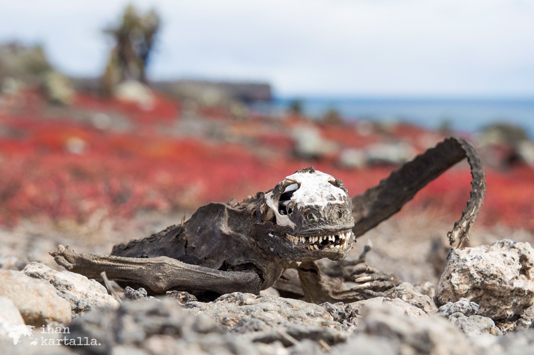 10-9-galapagos-south-plaza-iguana-skeleton