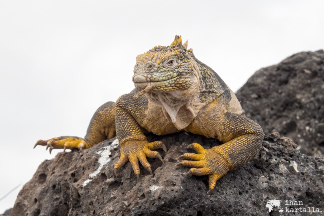 10-9-galapagos-south-plaza-iguanapose