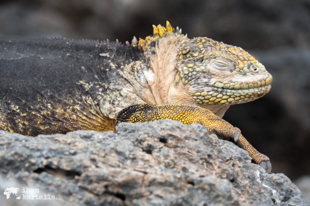 10-9-galapagos-south-plaza-male-iguana