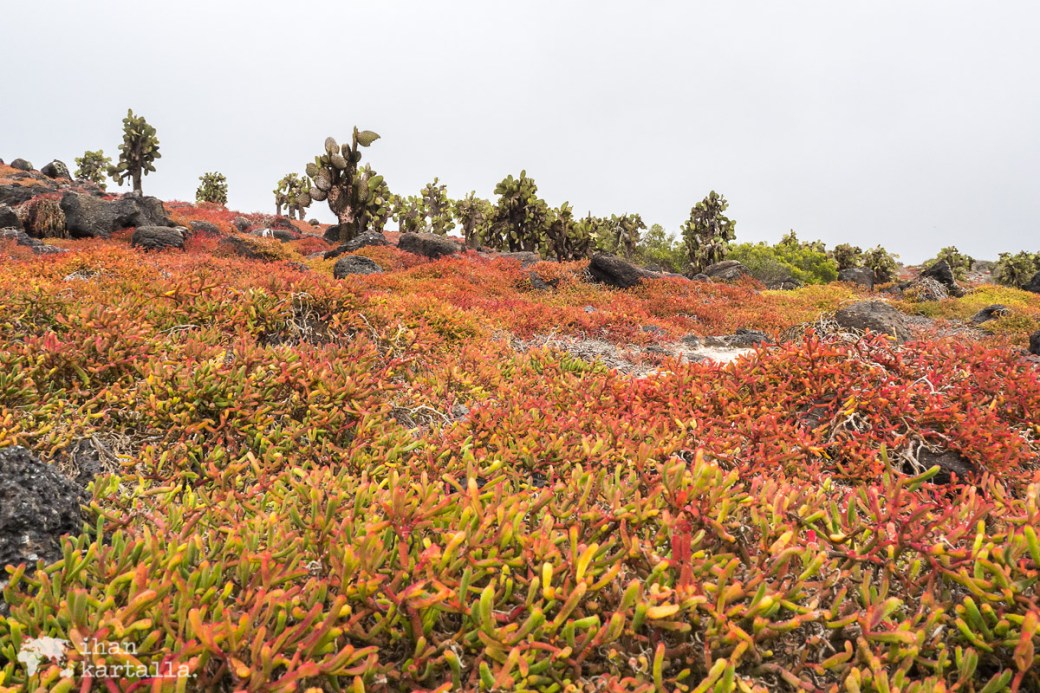 10-9-galapagos-south-plaza-red-carpetweed