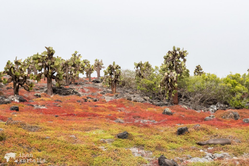 10-9-galapagos-south-plaza-red-carpetweed2