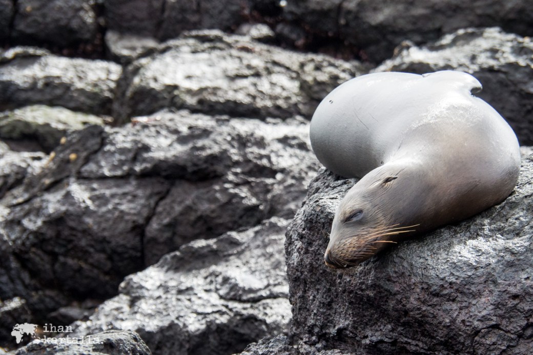 10-9-galapagos-south-plaza-sealion