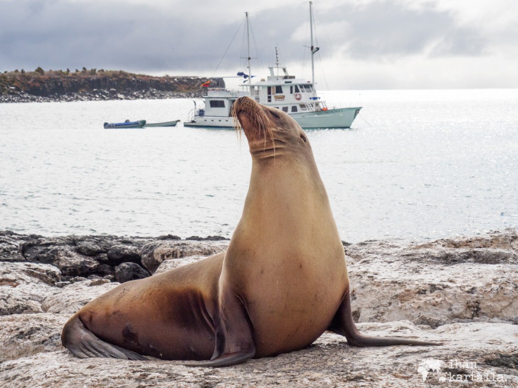 10-9-galapagos-south-plaza-sealion2