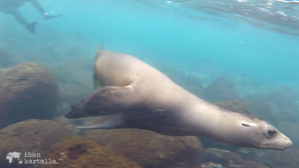 10-9-galapagos-south-plaza-snorkeling-sea-lion