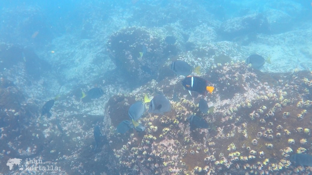 10-9-galapagos-south-plaza-snorkeling