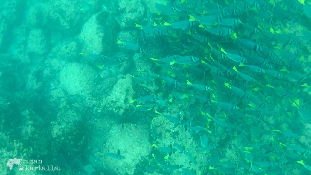 10-9-galapagos-south-plaza-snorkeling2