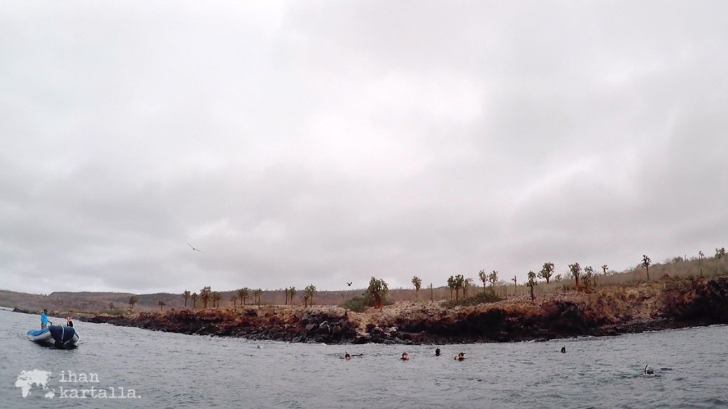 10-9-galapagos-south-plaza-snorkeling3