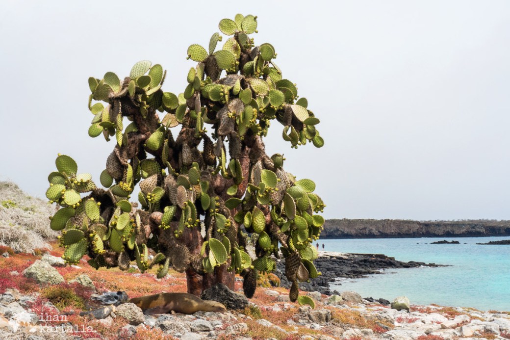 10-9-galapagos-south-plaza-under-cactus