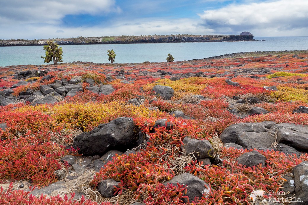 10-9-galapagos-south-plaza-view