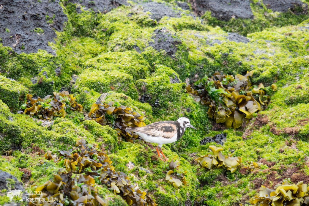 11-9-galapagos-cerro-brujo-bird