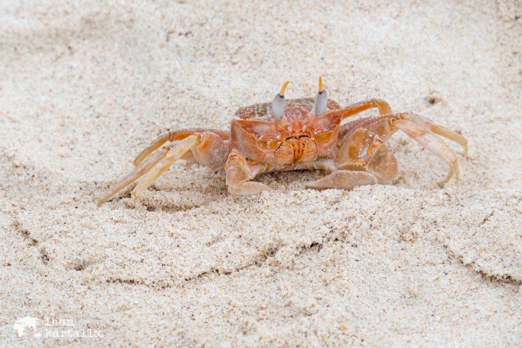 11-9-galapagos-cerro-brujo-ghost-crab