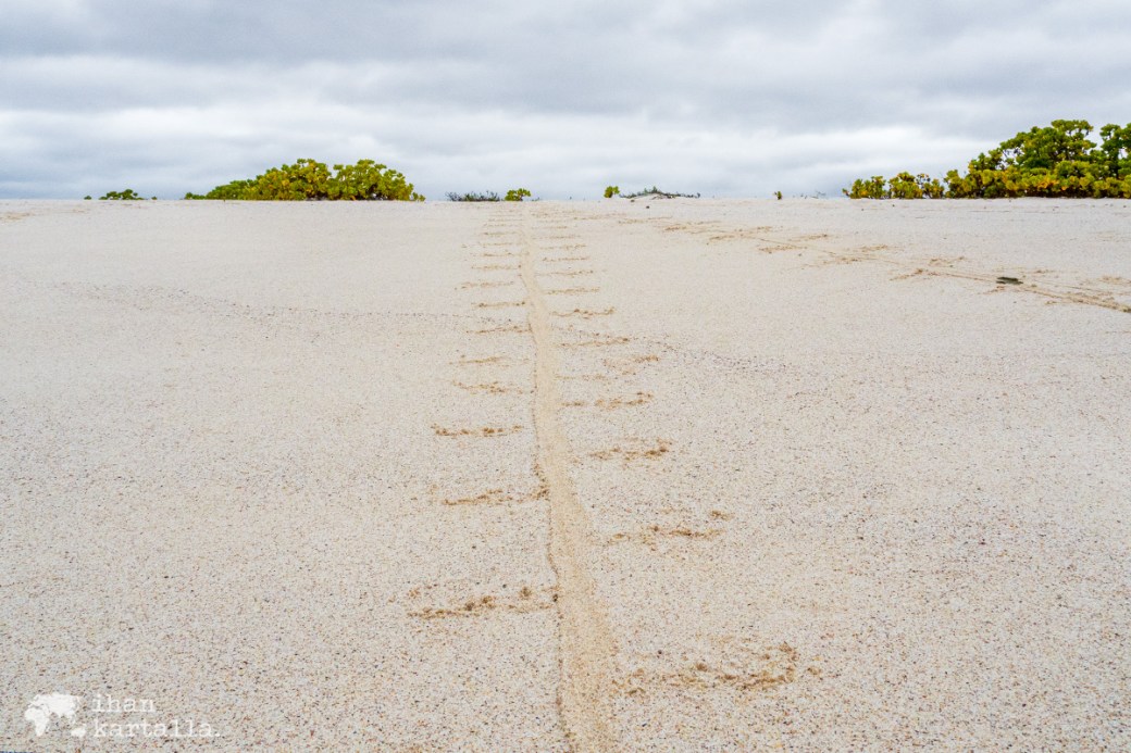 11-9-galapagos-cerro-brujo-iguana-trail