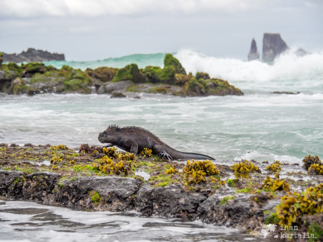11-9-galapagos-cerro-brujo-marine-iguana