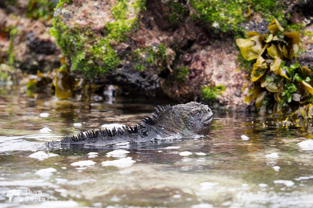 11-9-galapagos-cerro-brujo-marineiguana