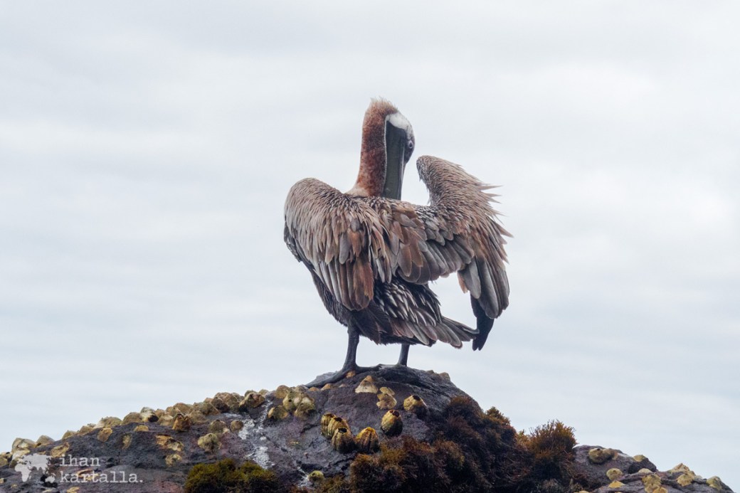 11-9-galapagos-cerro-brujo-pelican