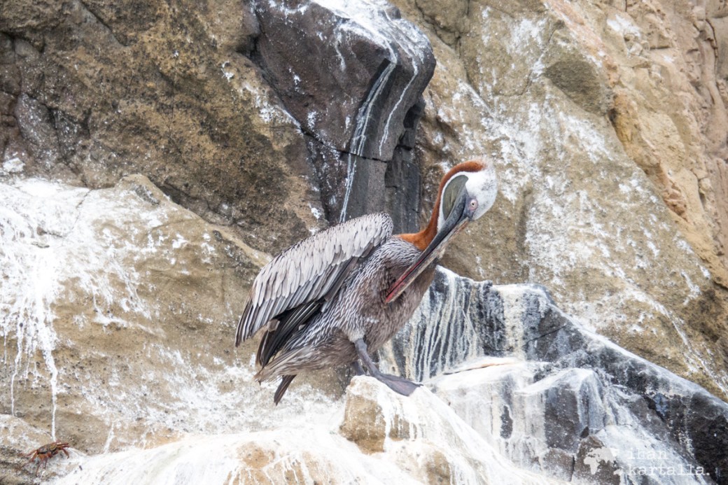 11-9-galapagos-cerro-brujo-pelican2