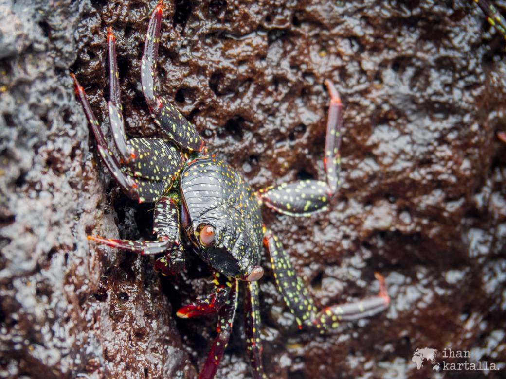 11-9-galapagos-cerro-brujo-sally