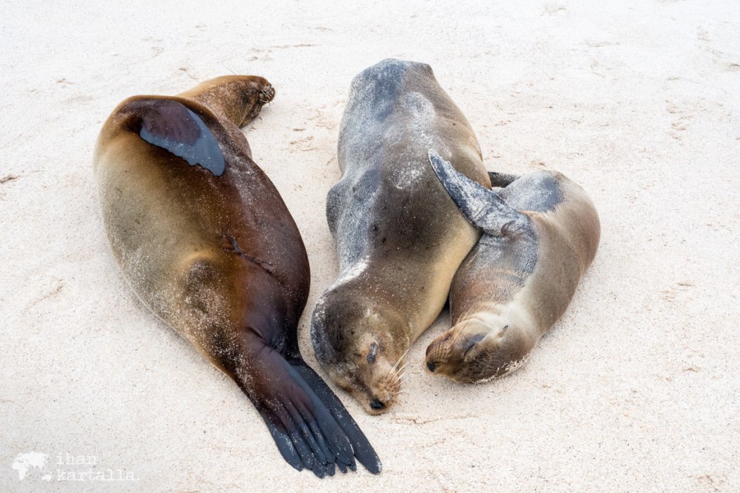 11-9-galapagos-cerro-brujo-sea-lion-family