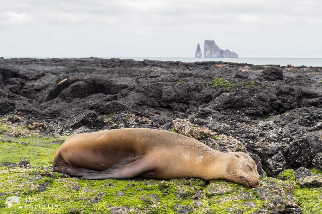11-9-galapagos-cerro-brujo-sea-lion