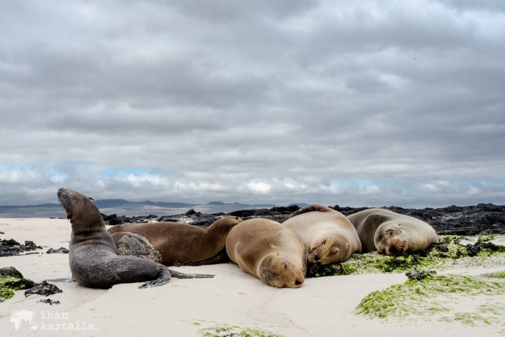 11-9-galapagos-cerro-brujo-sealions