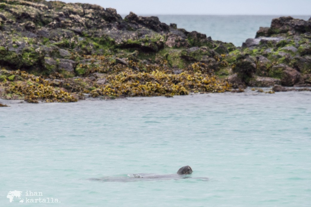 11-9-galapagos-cerro-brujo-tortoise