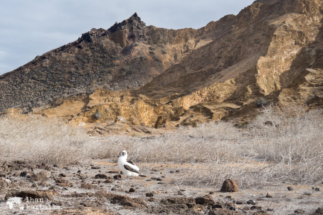 11-9-galapagos-punta-pitt-baby-booby