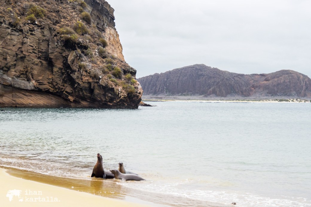 11-9-galapagos-punta-pitt-beach