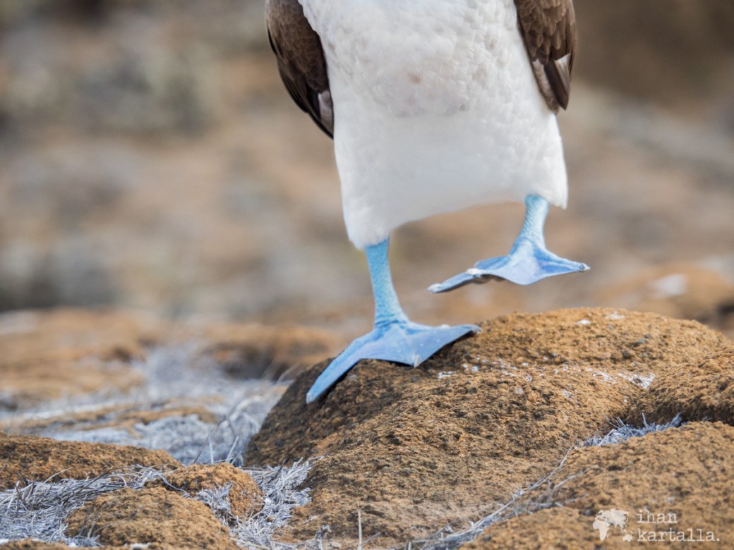 11-9-galapagos-punta-pitt-blue-feet