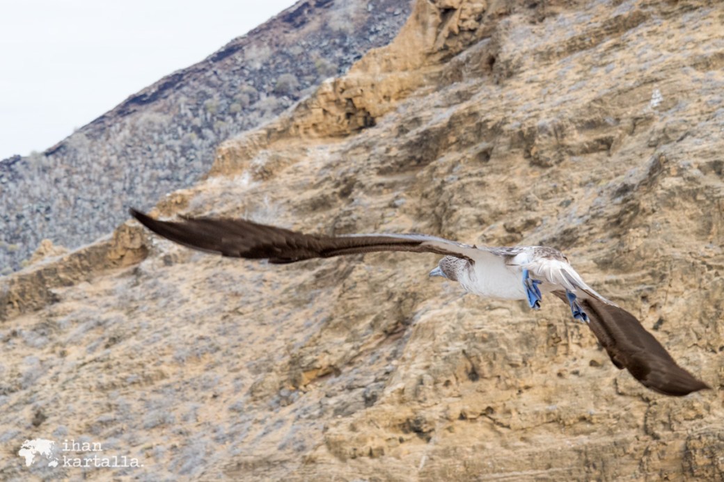 11-9-galapagos-punta-pitt-blue-footed-booby-flight