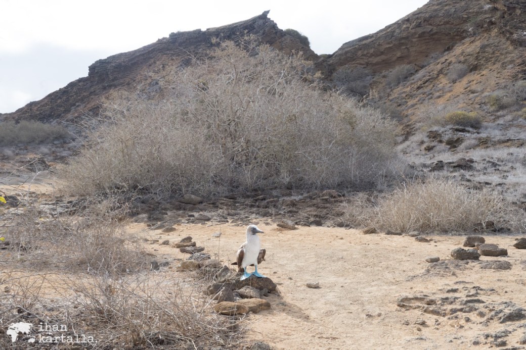 11-9-galapagos-punta-pitt-bluefooted-booby