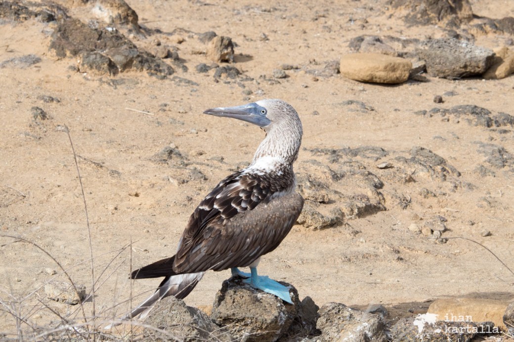 11-9-galapagos-punta-pitt-blufooted-booby