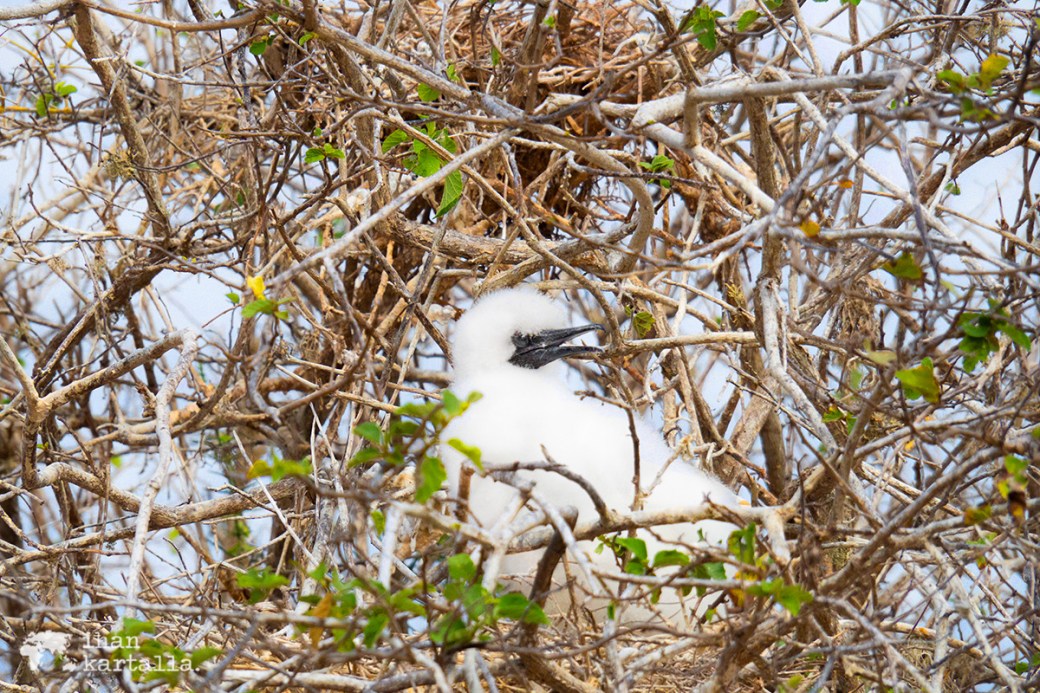 11-9-galapagos-punta-pitt-booby-baby