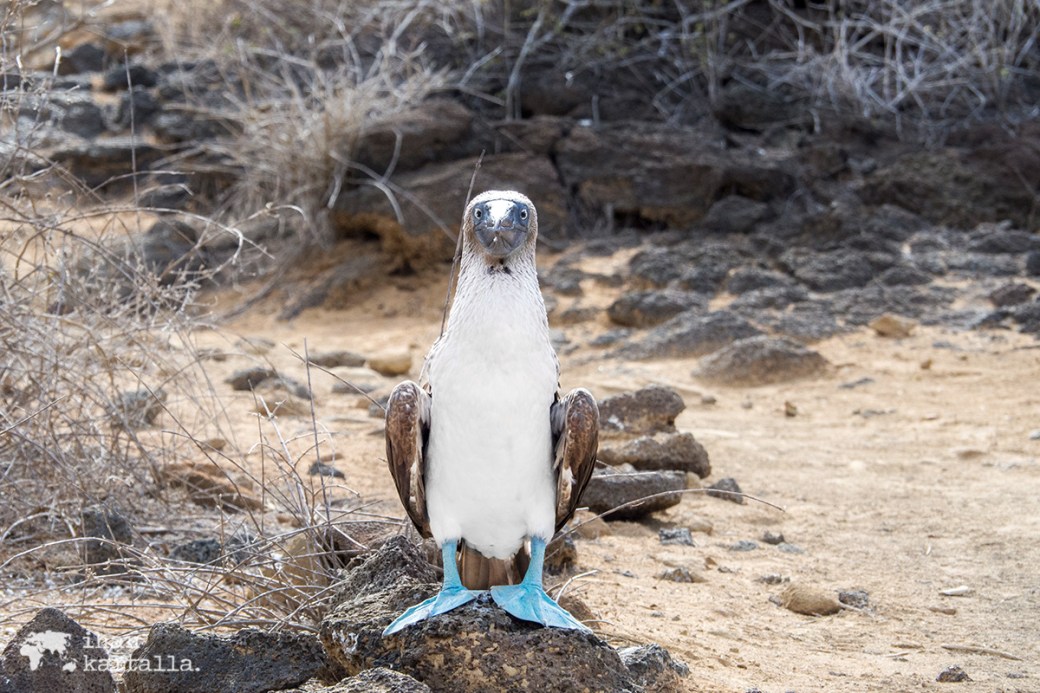 11-9-galapagos-punta-pitt-booby-blue-footed