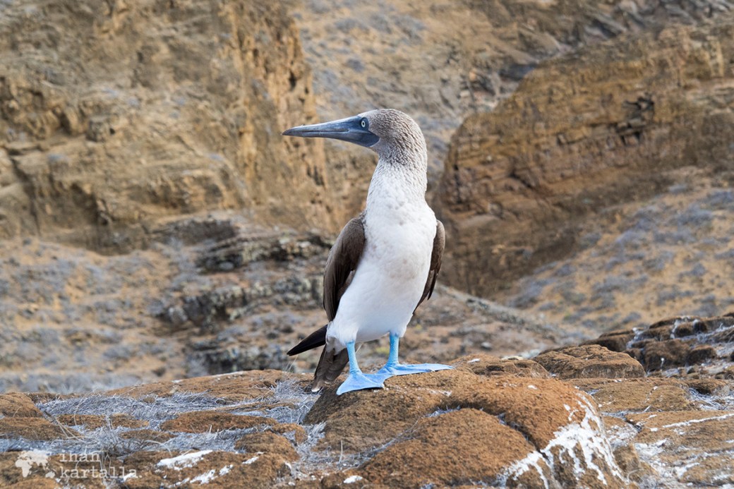 11-9-galapagos-punta-pitt-booby-pose