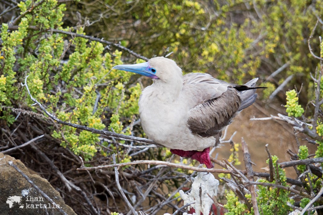 11-9-galapagos-punta-pitt-booby-red-footed
