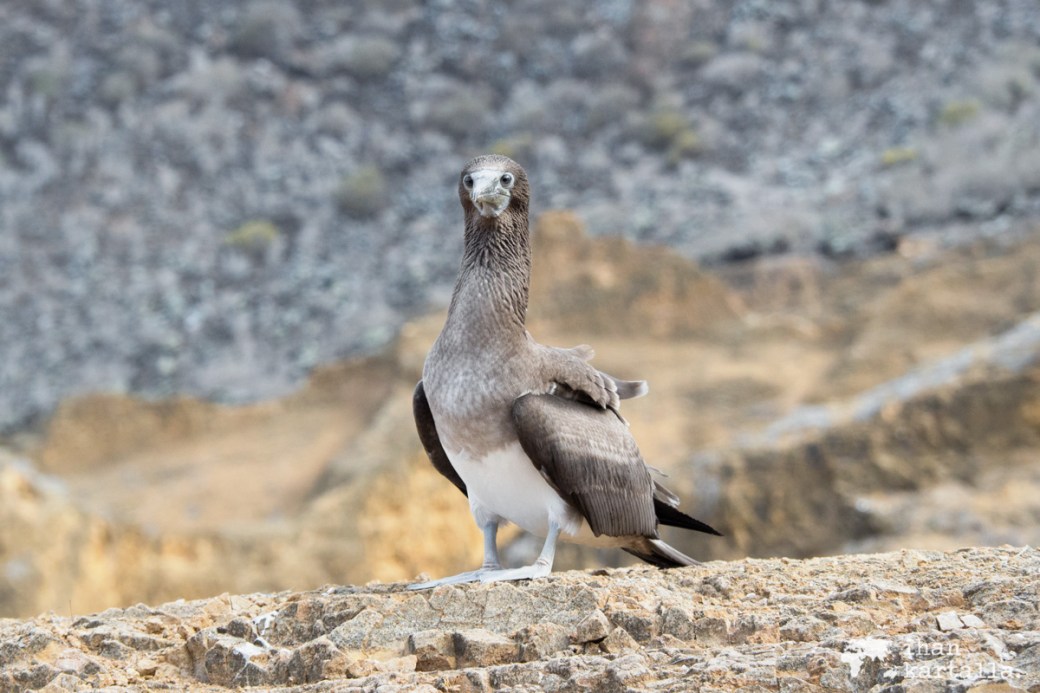 11-9-galapagos-punta-pitt-booby