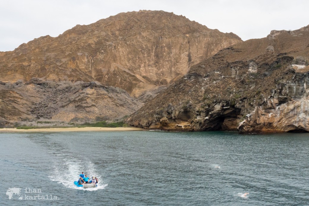 11-9-galapagos-punta-pitt-swimmers