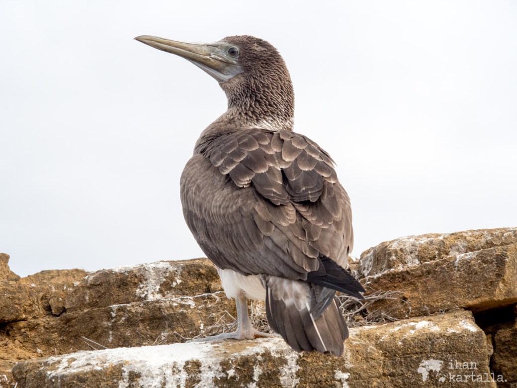 11-9-galapagos-punta-pitt-white-booby