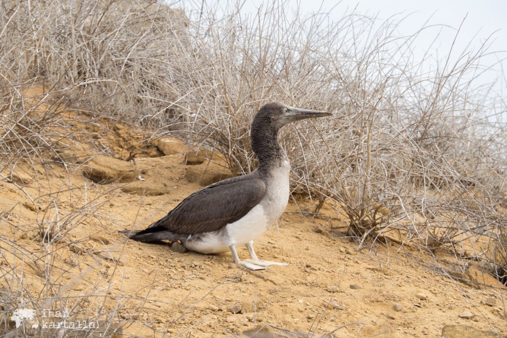 11-9-galapagos-punta-pitt-white-booby2