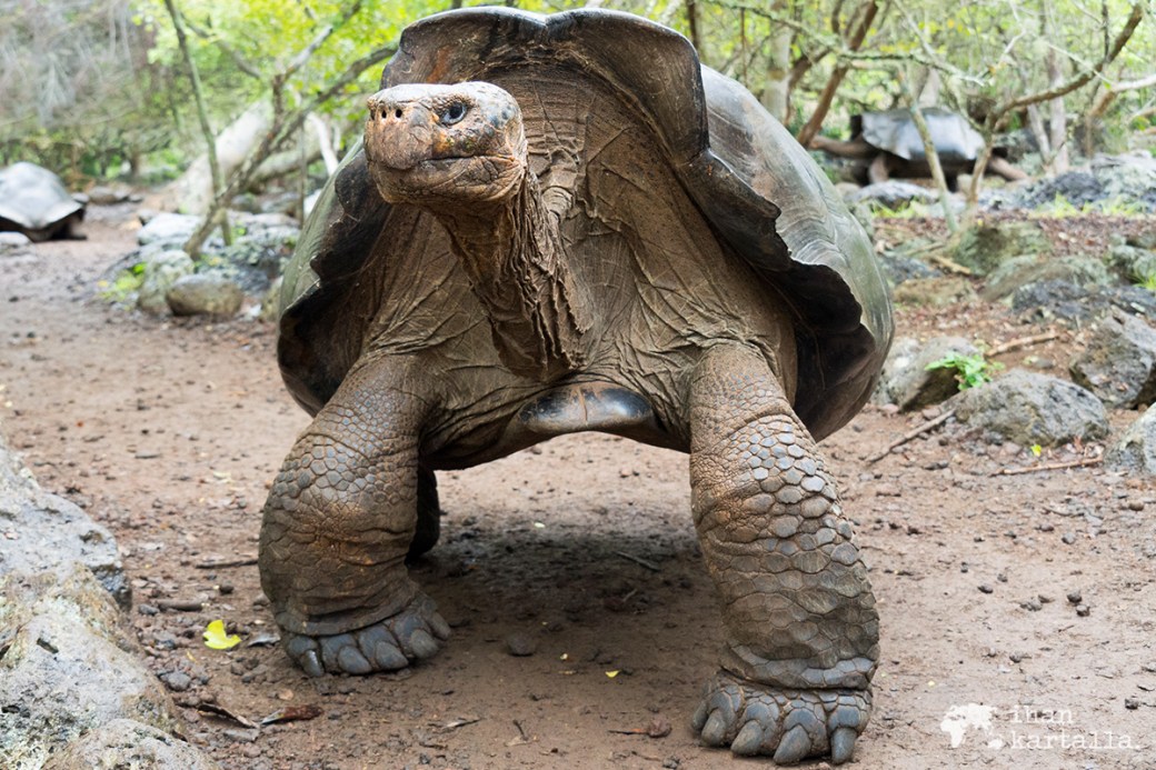 12-9-galapagos-giant-tortoise-reserve