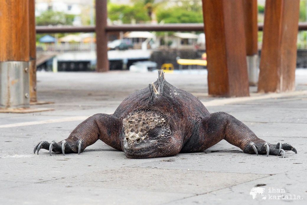12-9-galapagos-puerto-baquerizo-moreno-marine-iguana