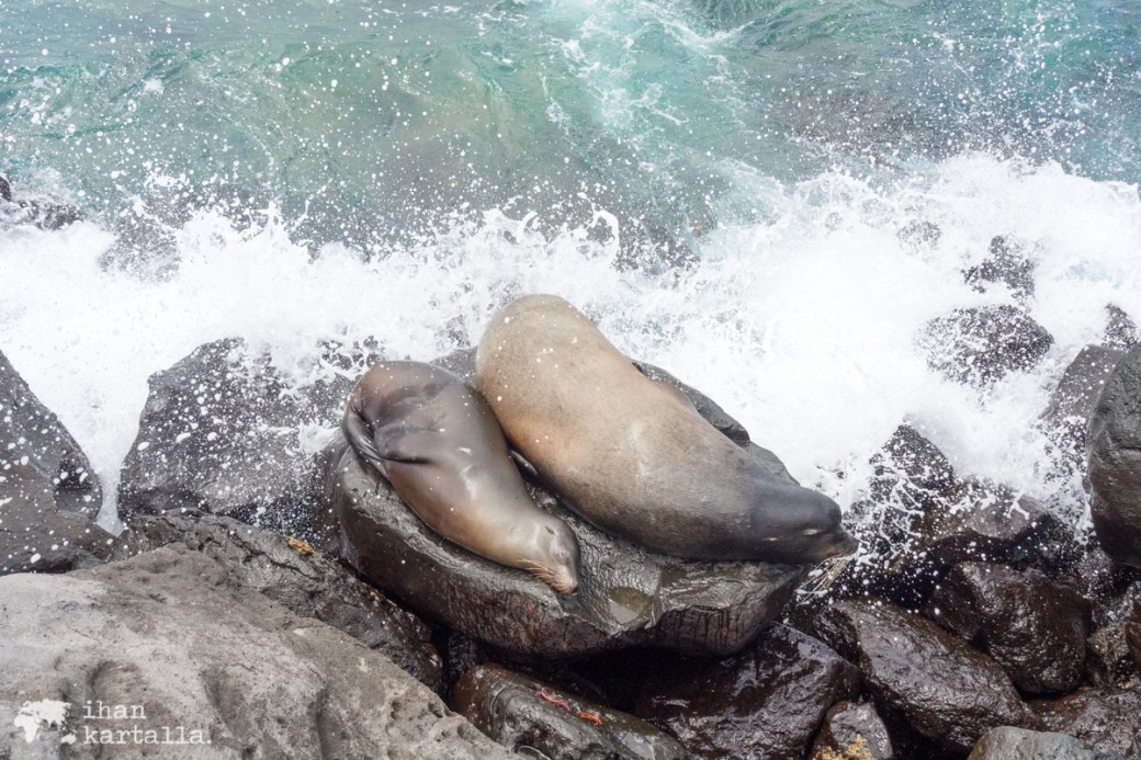 12-9-galapagos-puerto-baquerizo-moreno-sea-lions