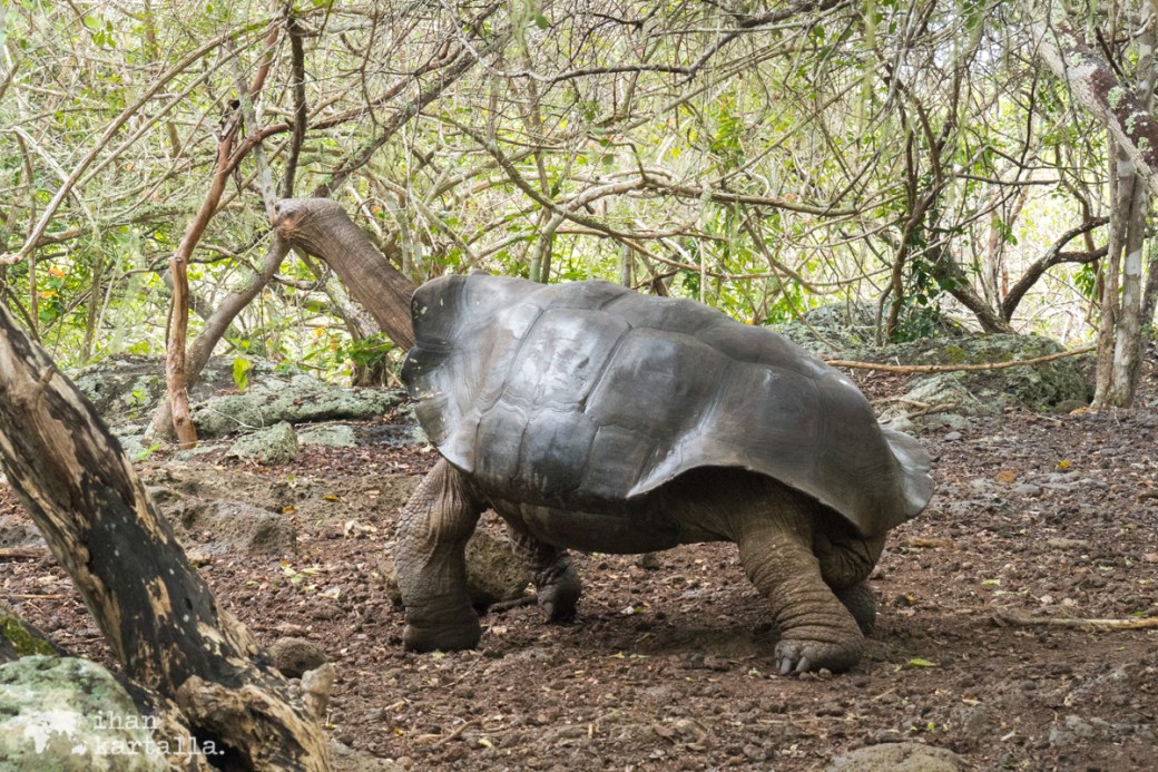 12-9-galapagos-san-cristobal-giant-tortoise